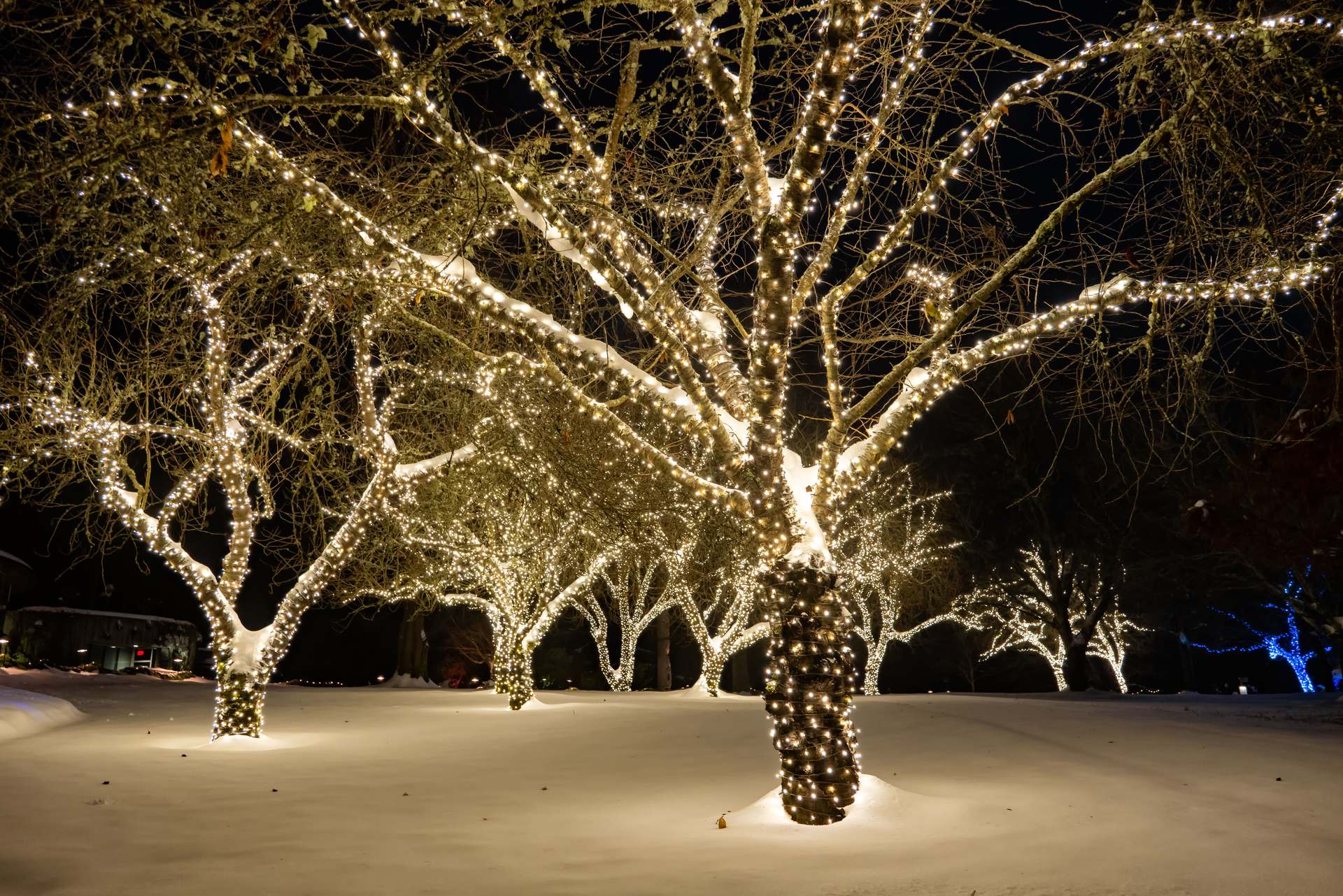 Large bare trees with the trunks and every limb wrapped in warm white lights over snow