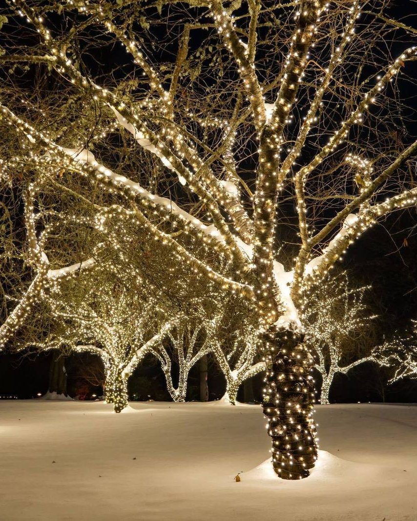A large tree with the trunk and every limb wrapped in warm white lights over snow